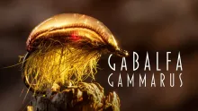 Video thumb for Gabalfa Gammarus